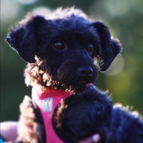 Meet your Posher, Nat - Picture 2 of 3